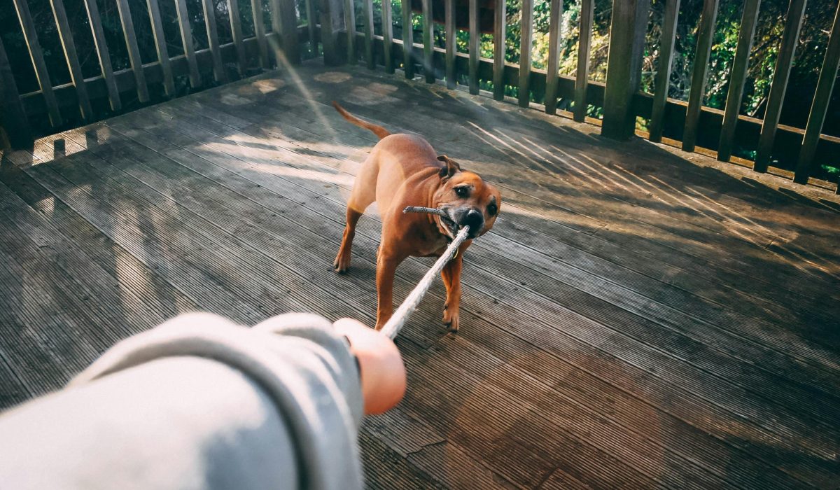 abogado especializado en mordeduras de perro