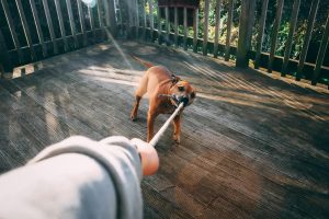 dog bite lawyer