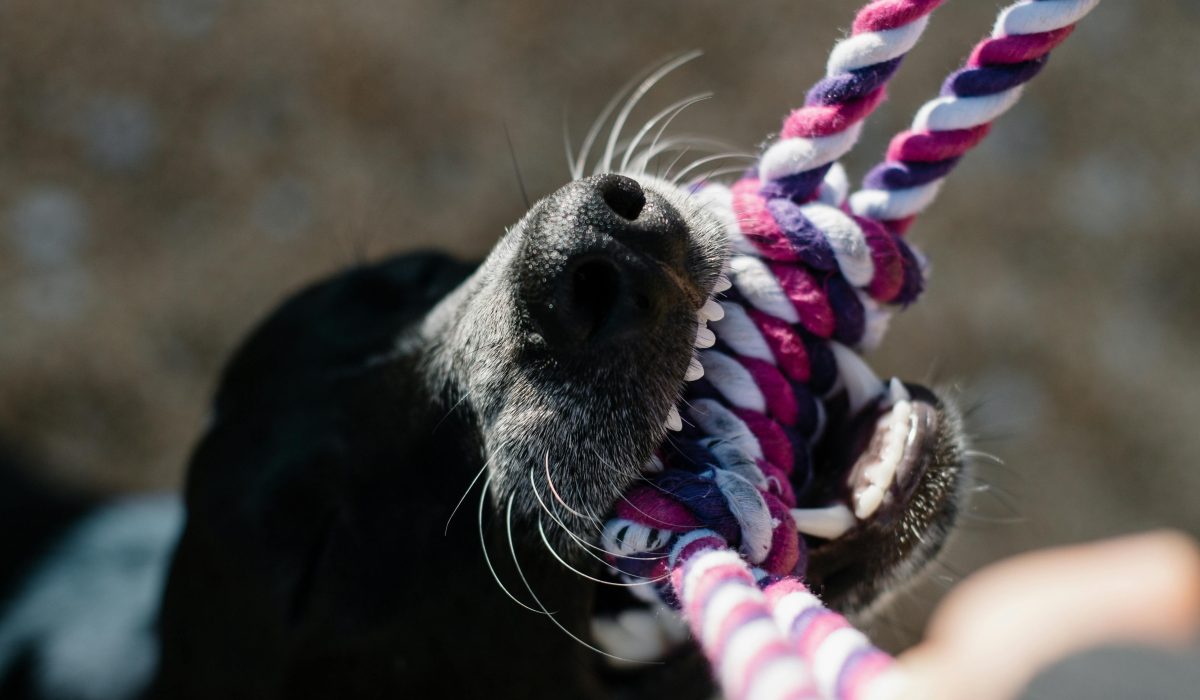 dog bite