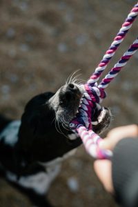 dog bite